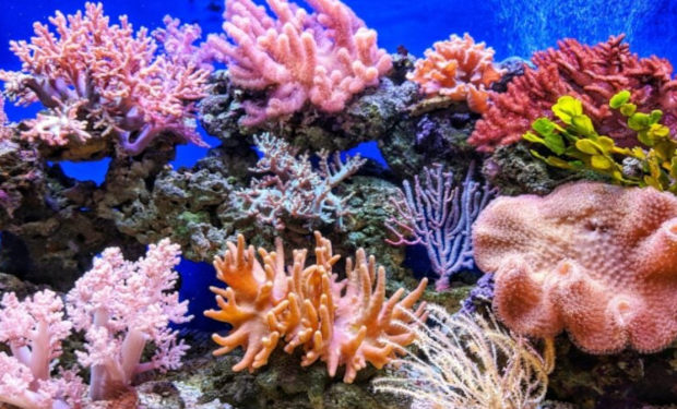 Dal clima alla tutela della biodiversità, il WWF boccia il governo Meloni
